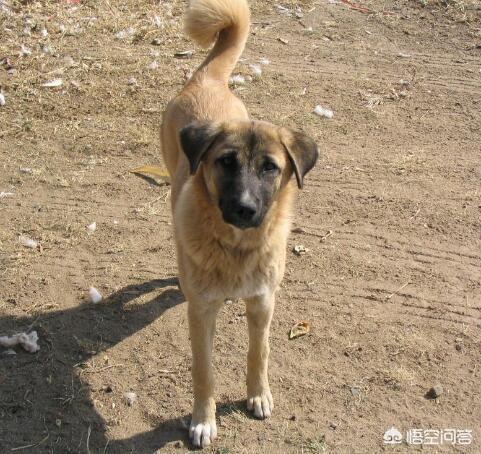 珍岛狗和田园犬:韩国珍岛犬图片大全 养中华田园犬就是丢面子吗？