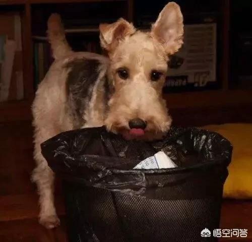 狗狗养成大作战有中文版的吗:对主人忠诚的狗狗有哪些？