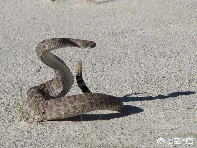 响尾蛇的尾巴有什么特点，国内农村的大山上有响尾蛇吗响尾蛇为什么会响