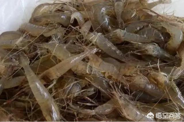 青虾河虾养殖吧:现在到处热卖的青虾是海虾还是人工养殖虾，请教？ 青虾和河虾一样吗