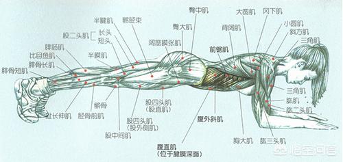 每天坚持做平板支撑,可以减脂吗？可以锻炼腹肌吗？