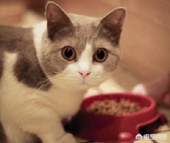 三文鱼边角料做猫饭: 怎样能纠正暹罗猫挑食，暹罗猫挑食怎么处理好？