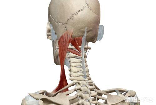 枕骨在哪个位置图,头颈部疼痛快二个月，为什么？