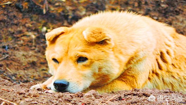 人与犬交:为什么一些养狗的人提倡人狗平等？