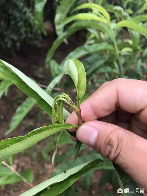 农作物缺钙有何症状？如何给作物快速补钙？