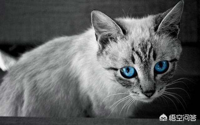 猫中毒的症状:猫快死的时候是什么症状？