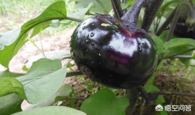 头条问答 请问长茄和圆茄有啥区别 哪种茄子更好吃呢 63个回答