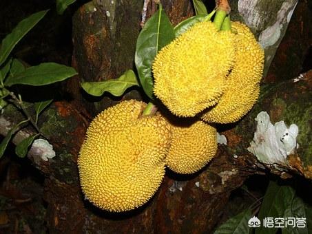 菠萝蜜可以放冰箱吗,菠萝蜜切开后应该如何保存呢？