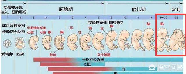 孕晚期是胎儿猛涨期吗？具体是哪几个周？插图24