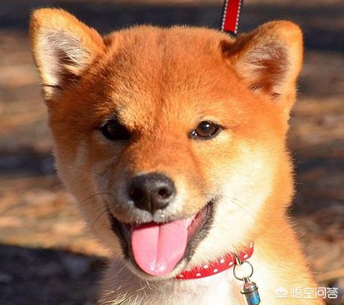 松师犬如何防止淌眼泪:我家的藏獒犬为什么总是流眼泪，眼睛上老是脏，有什么办法吗？