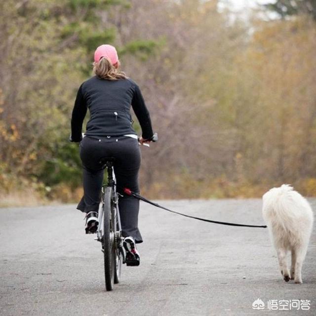疯狂的小狗狗粮肾衰竭:哪些情况会造成狗狗肾衰竭？ 疯狂的小狗狗粮中毒事件