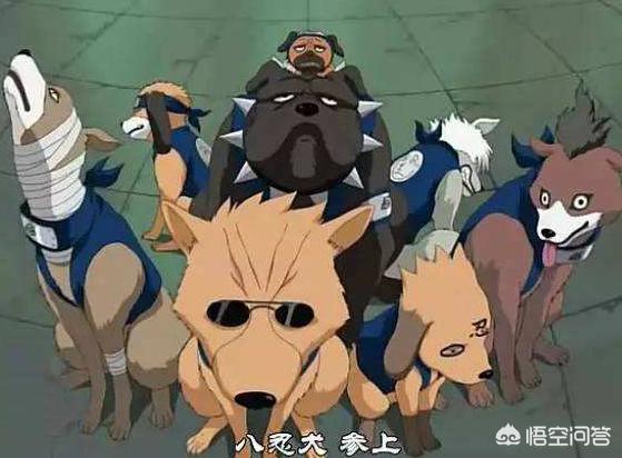 西帕凯犬哪里买:假如给你一个签订通灵契约的机会，你会选择什么通灵兽？