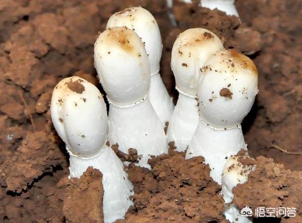 笠头螈:继口罩后，又卷起了头盔热，头盔你备了吗