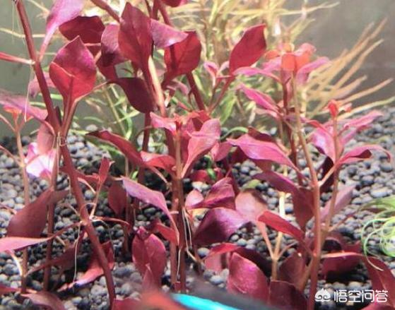怎样养金鱼水草:金鱼缸里养什么水草最合适？