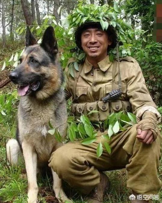 警犬狗起名字:我们常见的警犬是哪些狗狗？