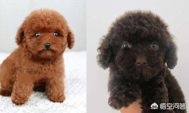 泰迪犬价格:为什么泰迪犬价格那么便宜？ 泰迪犬价钱多少