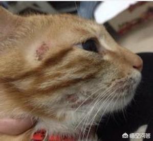 猫咪舔了皮特芬:母猫绝育以后第三天还是第四天舔了伤口怎么办？