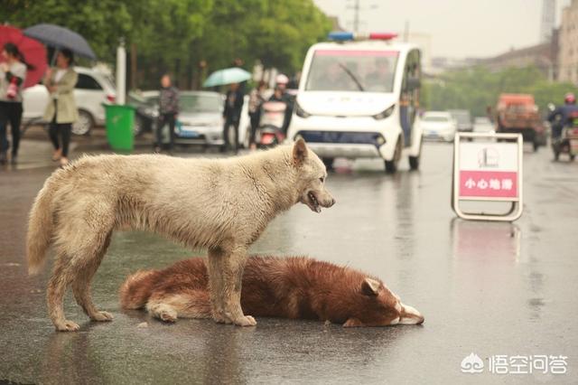 一条宠物狗掉进粪坑在线播出:在城市道路正常行驶，突然有只狗跑出来被压死了，需要赔偿吗？