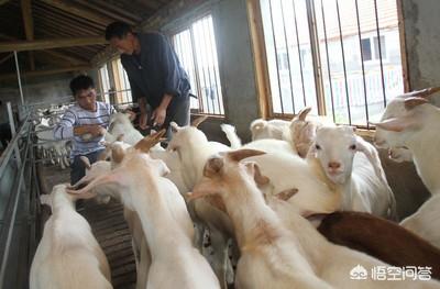 小丑鱼养殖挣钱不:现在搞养殖业是不是确实能够发家致富？