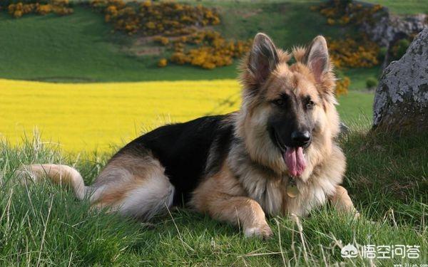 德国牧羊犬训练视频:如何培养赛级德国牧羊犬幼犬的闷步？
