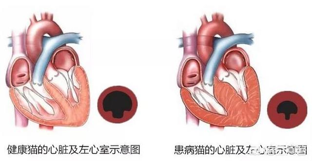 欧洲短毛猫体重体型:世界上最大的猫咪有多大？