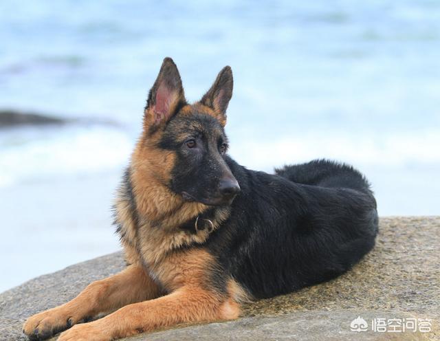 怎样训练西德犬:德牧几个月开始训练,如何训练德牧狗狗？