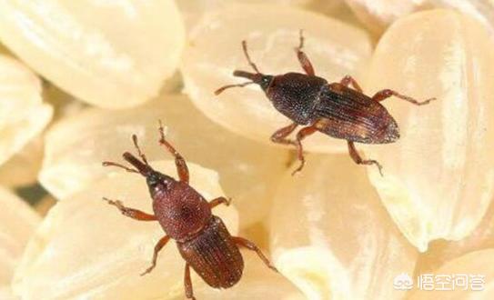 蚕宝宝图片:米放久了会出现的虫子从哪里来的？