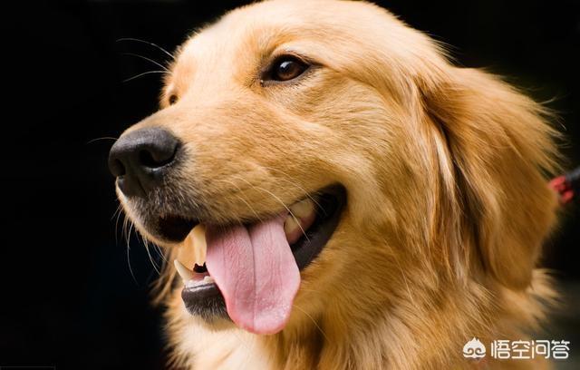 金毛犬性格好不好:一条狗性格好不好主要看哪几个方面？ 金毛犬的性格