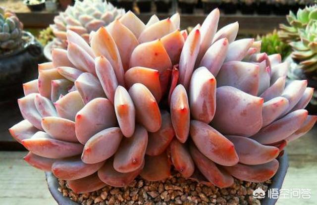 多肉景天科长生草属有哪些植物:多肉长的几种斑该怎么区分呢？