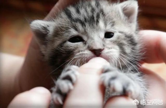 猫咪舔了皮特芬:小猫肚子上起藓怎么处理？