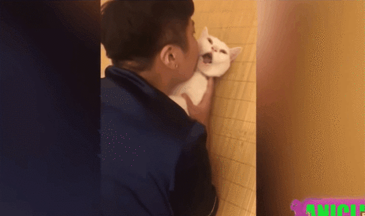 猫咪舔了皮特芬:小猫肚子上起藓怎么处理？