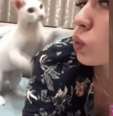 猫咪舔了皮特芬:小猫肚子上起藓怎么处理？