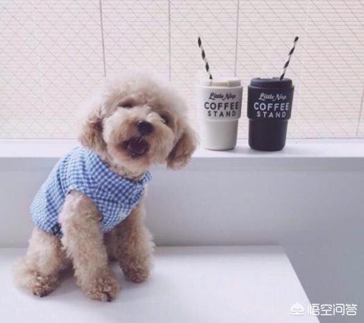 贵宾犬训练用什么奖励:训练泰迪犬，有哪些错误是不能犯的呢？