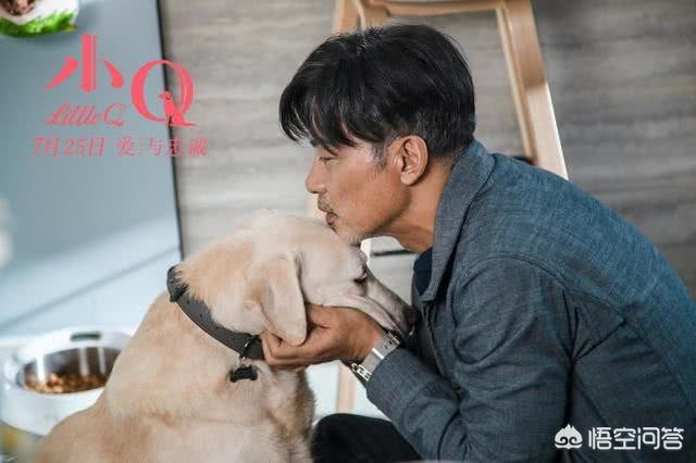 导肓犬小q在线观看:如何评价任达华主演的导盲犬电影《小Q》？