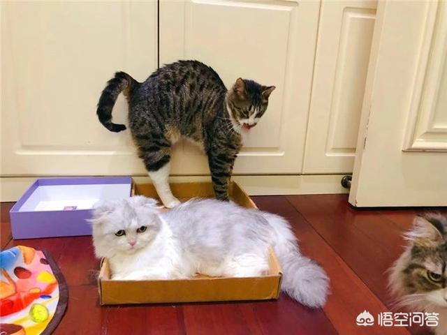 炸弹宠物:如何让猫咪适应和新生儿共处一室？ 炸弹宠物配方