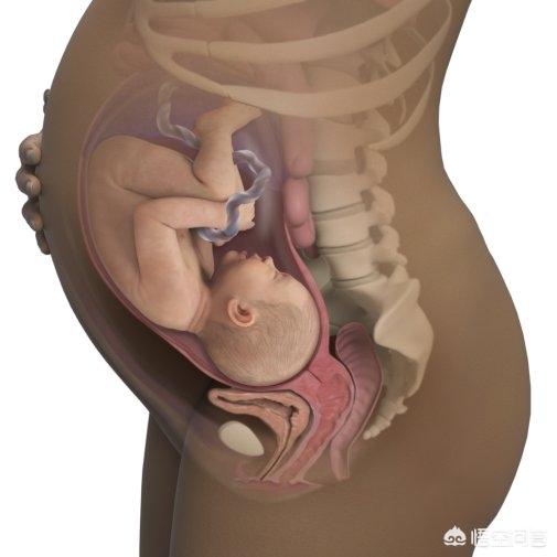 小宝宝在妈妈肚里倒着不难受吗，小宝宝在妈妈肚子里倒着不会难受吗？