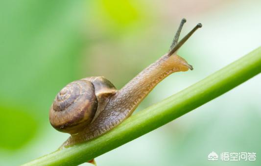 软件动物鼻涕虫有毒吗:蜗牛和蛞蝓有哪些特征？常见危害有哪些？