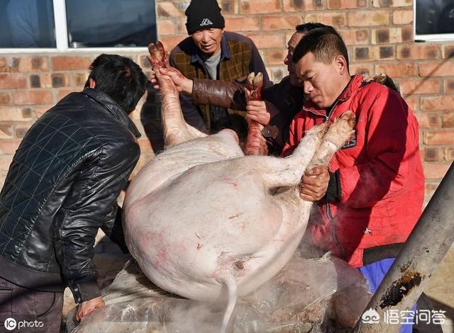 头条问答 - 杀猪杀羊时,只有猪叫而羊不叫吗?为什么?(48个回答)