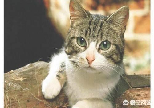 日本田园猫图片笑容:田园猫的腮帮子，家里的猫不长腮帮子怎么办？