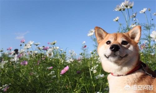 秋田狗喝水笑了的:成年秋田犬一天几次尿正常，秋田犬尿频滴尿正常吗？