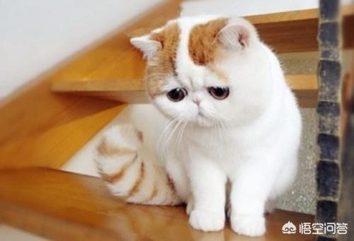 重庆 异短猫:异短感冒会自愈吗，异短在夏天感冒正常吗？