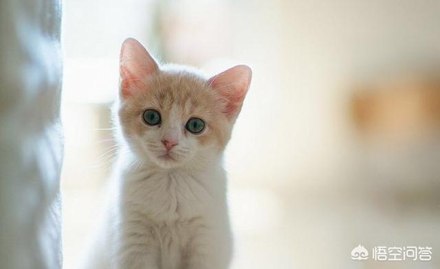 猫瘟试纸一条线不明显:买的猫有猫瘟传染给自家的猫怎么办？