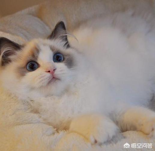 长沙布偶猫吧:布偶猫的尾巴掉毛怎么办？