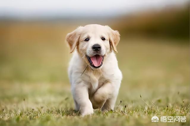 美系金毛犬图片:小金毛骨架小会怎么样？金毛狗狗骨架小怎么办？