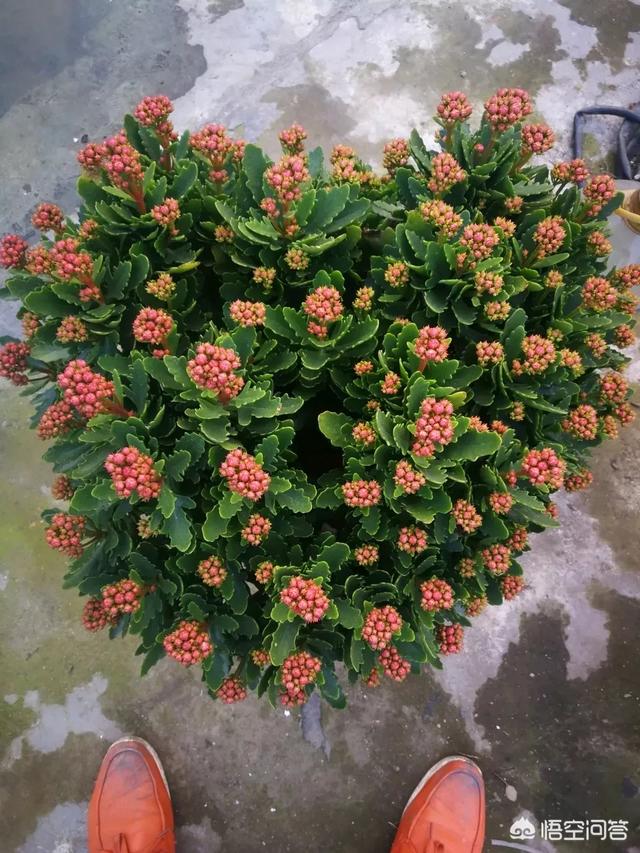 长寿花有毒吗家里能养吗:长寿花有毒吗，重瓣长寿花真能致癌吗？