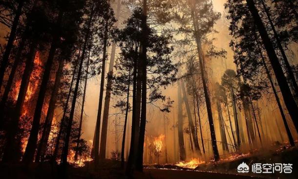 为什么森林火灾难以扑灭？