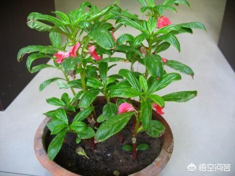 屋顶造空中秧田:适合屋顶种植的果树和花草有哪些？