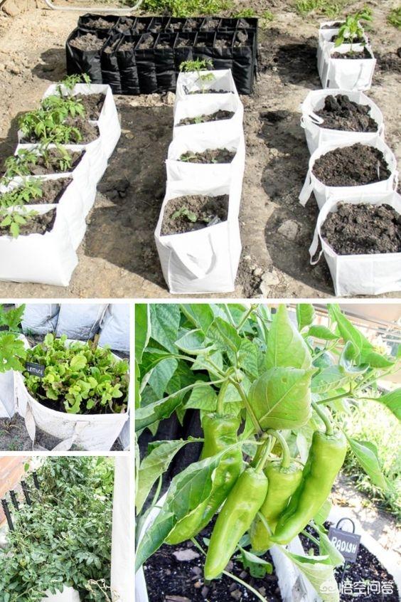 头条问答 阳台种菜有些什么妙招 127个回答