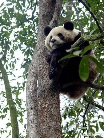 大熊猫咬人吗:熊猫没有攻击力，为什么没有灭绝？