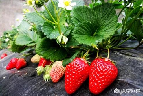 双色草莓和紫草莓混养:是否可以种植不同品种的草莓，保证一年四季随时可以供应？
